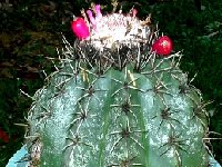 Melocactus curvispinus caesius  VENEZUELA JB.JPG